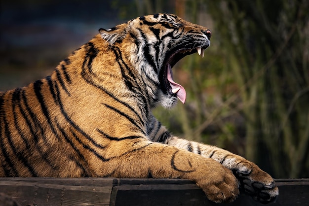 Foto tiger ruht im sonnenlicht an einem baum aus
