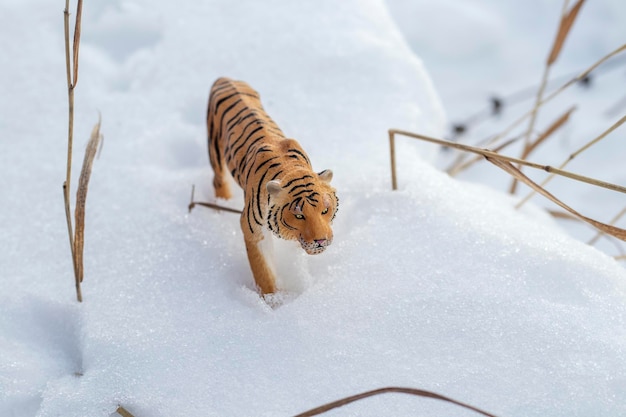 Tiger schleicht im Winter in den Schnee