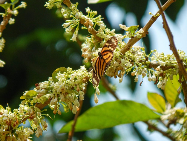 Tiger Schmetterling