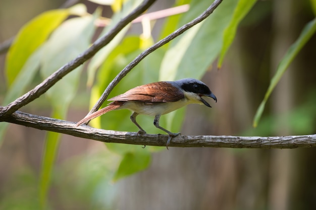 Tiger Shrike (Lanius tigrinus) de pie sobre una rama en la naturaleza