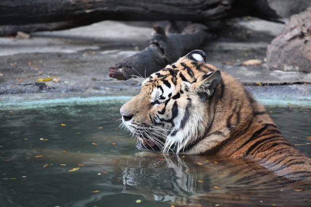 Tiger sitzen im Wasser