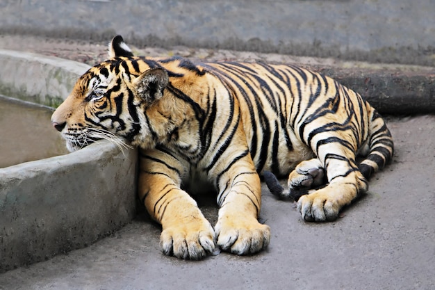 Tiger sitzen