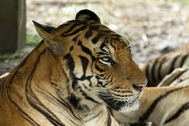 Tiger sitzt im Gras