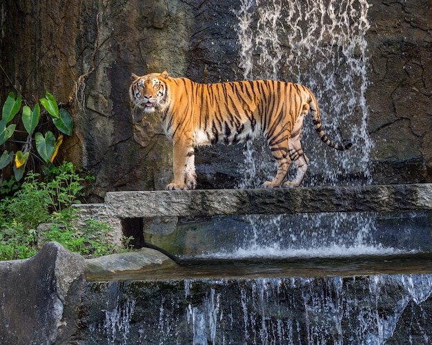 Tiger steht in der natürlichen Atmosphäre.