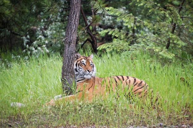 Tiger umarmt einen Baum im hohen Gras