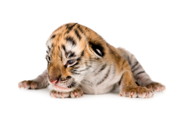 Tigerjunges (4 Tage) isoliert