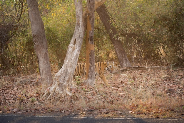 Tigerjunges steht hinter einem Baum im Tadoba-Nationalpark Nachmittags-Safari in der Moharli-Kernzone