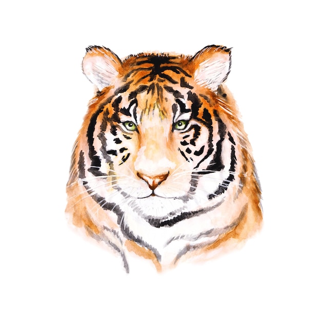 Tigerkopf ein Bild von einem Raubtier auf weißem Hintergrund