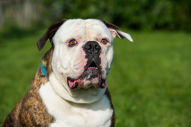 Tigermantel American Bulldog im Hof