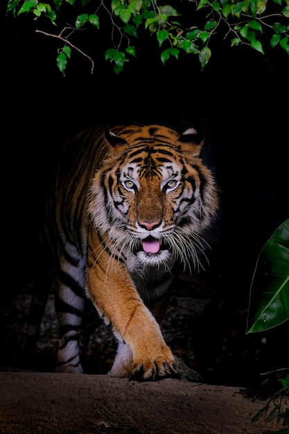 Foto tigerporträt eines bengal-tigers in thailand auf schwarzem hintergrund