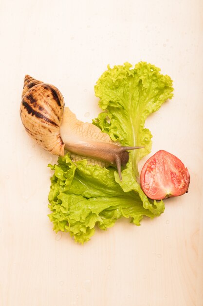 Tigerschnecken-Kriechreihe mit frischen Salatblättern