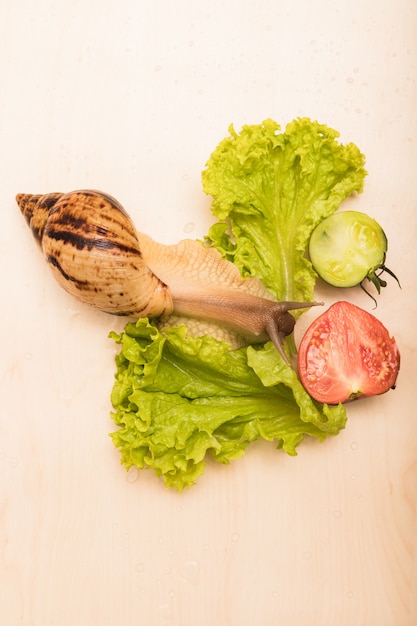 Tigerschnecken-Kriechreihe mit frischen Salatblättern