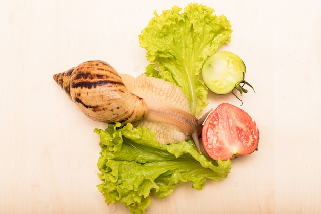 Tigerschnecken-Kriechreihe mit frischen Salatblättern