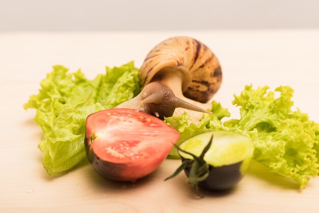 Tigerschnecken-Kriechreihe mit frischen Salatblättern