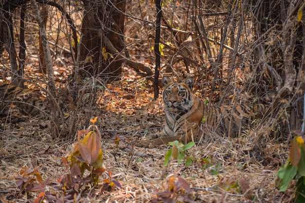 Tigersichtung in der Nachmittagssafari Tadoba Andhari Tiger Reserve Heißer Sommertag Trockener Bambuswald