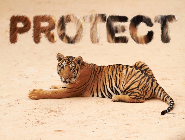 Tigertier und Textüberlagerung zum Schutz des Naturzoos oder der Safari mit Kraft und Gefahr als Kunst Panthertier der Tierwelt mit Streifen im Freien auf dem Boden als vom Aussterben bedrohte Jägerart oder Raubtier mit Fell