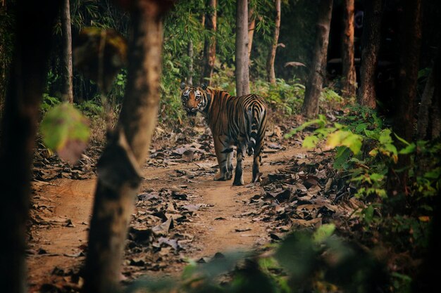 Foto tigre a caminhar na floresta