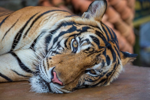 Tigre acostado de cerca Fondo de cara de tigre