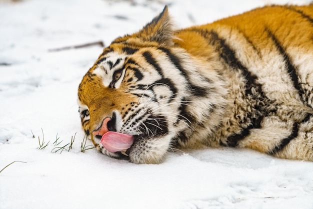 Tigre acostado en la nieve Hermoso tigre siberiano salvaje en la nieve