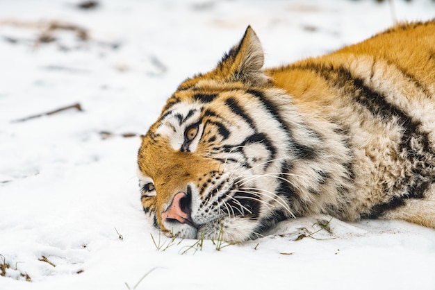 Tigre acostado en la nieve Hermoso tigre siberiano salvaje en la nieve