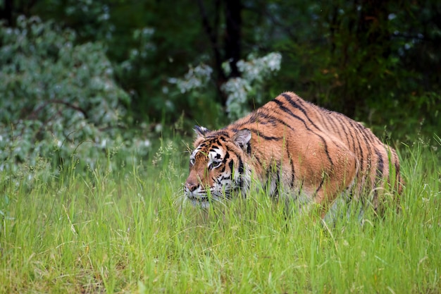 Tigre de Amur acechando a través de la hierba