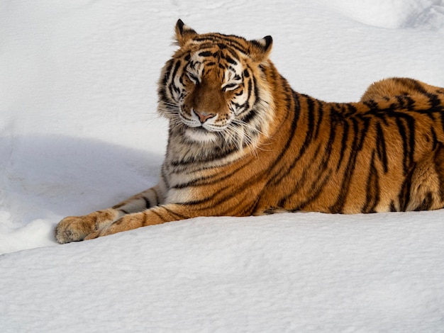 El tigre de amur yace en la nieve con los ojos cerrados.