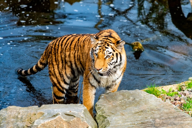 Tigre andando na água