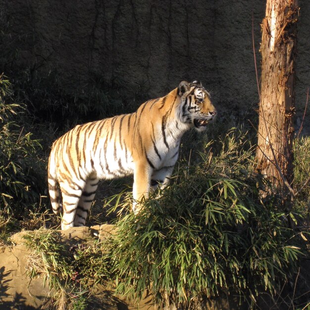 Foto tigre por árbol en el zoológico de tama