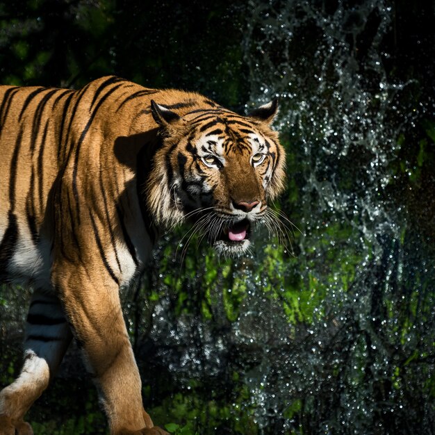 El tigre se arrastra hacia su presa para buscar comida.