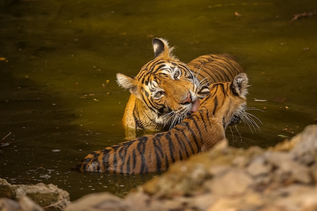 Tigre asombroso en el hábitat natural. Postura del tigre durante el tiempo de la luz dorada. Escena de vida silvestre con animales de peligro. Verano caluroso en la India. Área seca con hermoso tigre indio