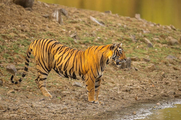 Tigre asombroso en el hábitat natural. Postura del tigre durante el tiempo de la luz dorada. Escena de vida silvestre con animales de peligro. Verano caluroso en la India. Área seca con hermoso tigre indio