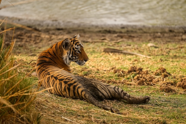 Tigre asombroso en el hábitat natural. Postura del tigre durante el tiempo de la luz dorada. Escena de vida silvestre con animales de peligro. Verano caluroso en la India. Área seca con hermoso tigre indio