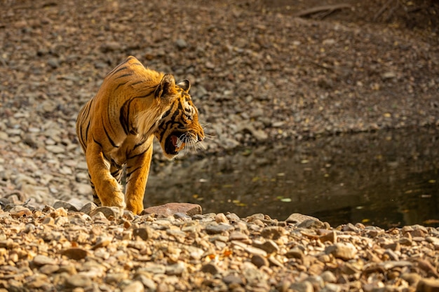 Tigre asombroso en el hábitat natural. Postura del tigre durante el tiempo de la luz dorada. Escena de vida silvestre con animales de peligro. Verano caluroso en la India. Área seca con hermoso tigre indio