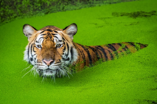 Foto tigre de bengala en el agua