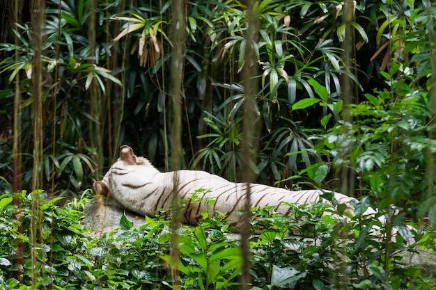 Tigre de Bengala blanco relajante en Singapur.