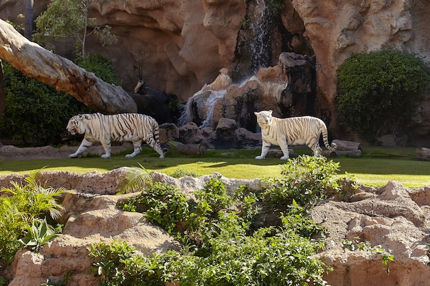 Tigre de bengala blanco y tigresa.