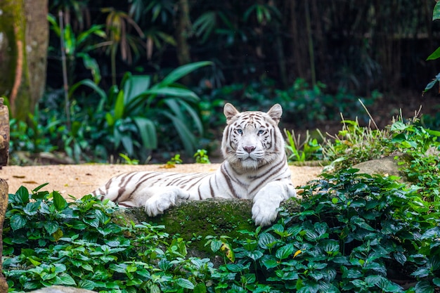 Tigre de bengala blanco