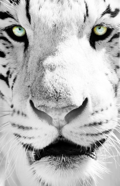 Tigre de Bengala blanco