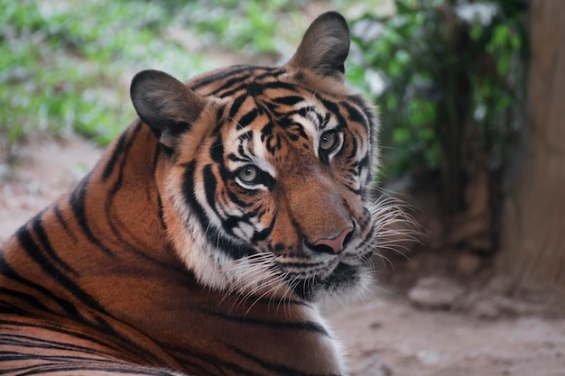 Tigre de Bengala buscando algo.