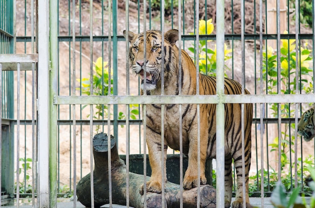 Foto tigre de bengala en cautiverio