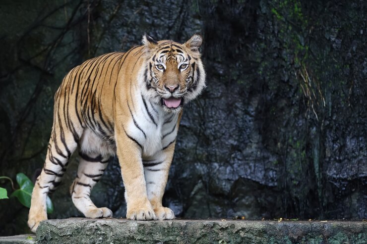 El tigre de bengala de cerca es un animal hermoso y peligroso en el bosque