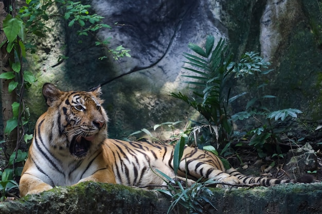 El tigre de bengala de cerca es un animal hermoso y peligroso en el bosque