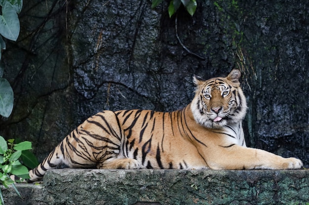 El tigre de bengala de cerca es un animal hermoso y peligroso en el bosque