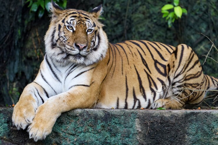 El tigre de bengala de cerca es un animal hermoso y peligroso en el bosque