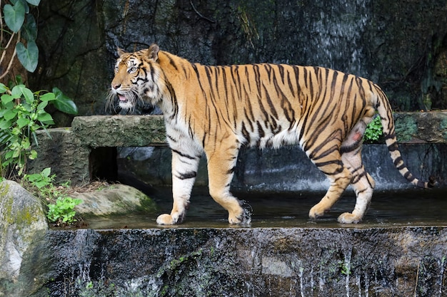 Foto el tigre de bengala de cerca es un animal hermoso y peligroso en el bosque