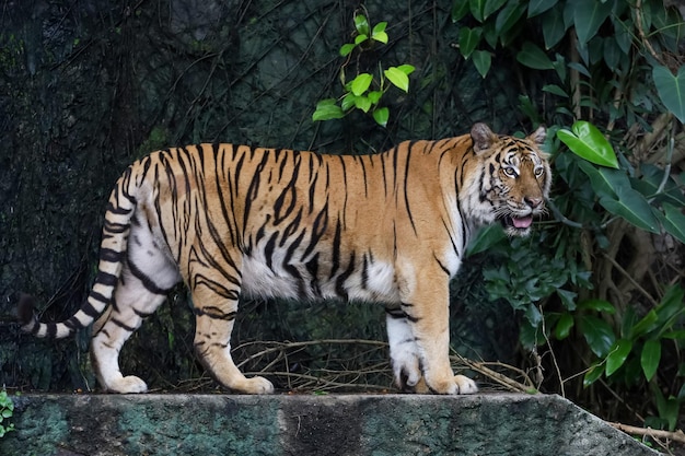 El tigre de bengala de cerca es un animal hermoso y peligroso en el bosque