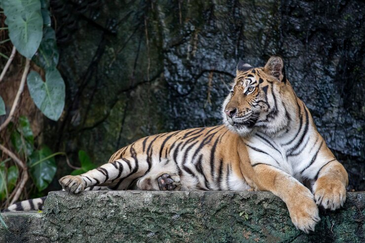 El tigre de bengala de cerca es un animal hermoso y peligroso en el bosque