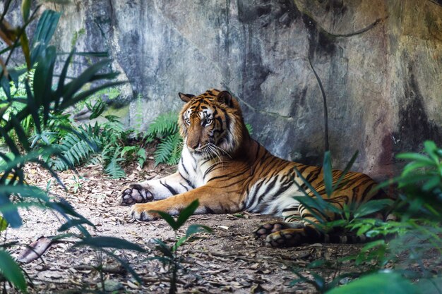 Tigre de Bengala descansando y mirando con sus ojos verdes en el zoológico.