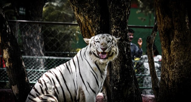 Foto tigre de bengala indio agresivo