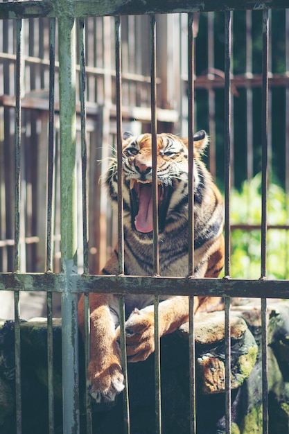 Tigre de Bengala en jaula, Fauna en concepto de jaula